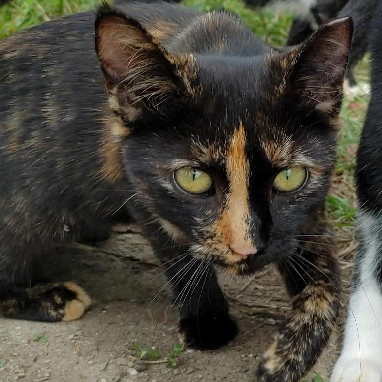 ~ Courtesy ~ Sweetie