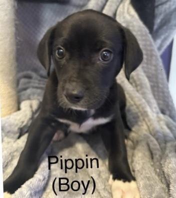 Pippin