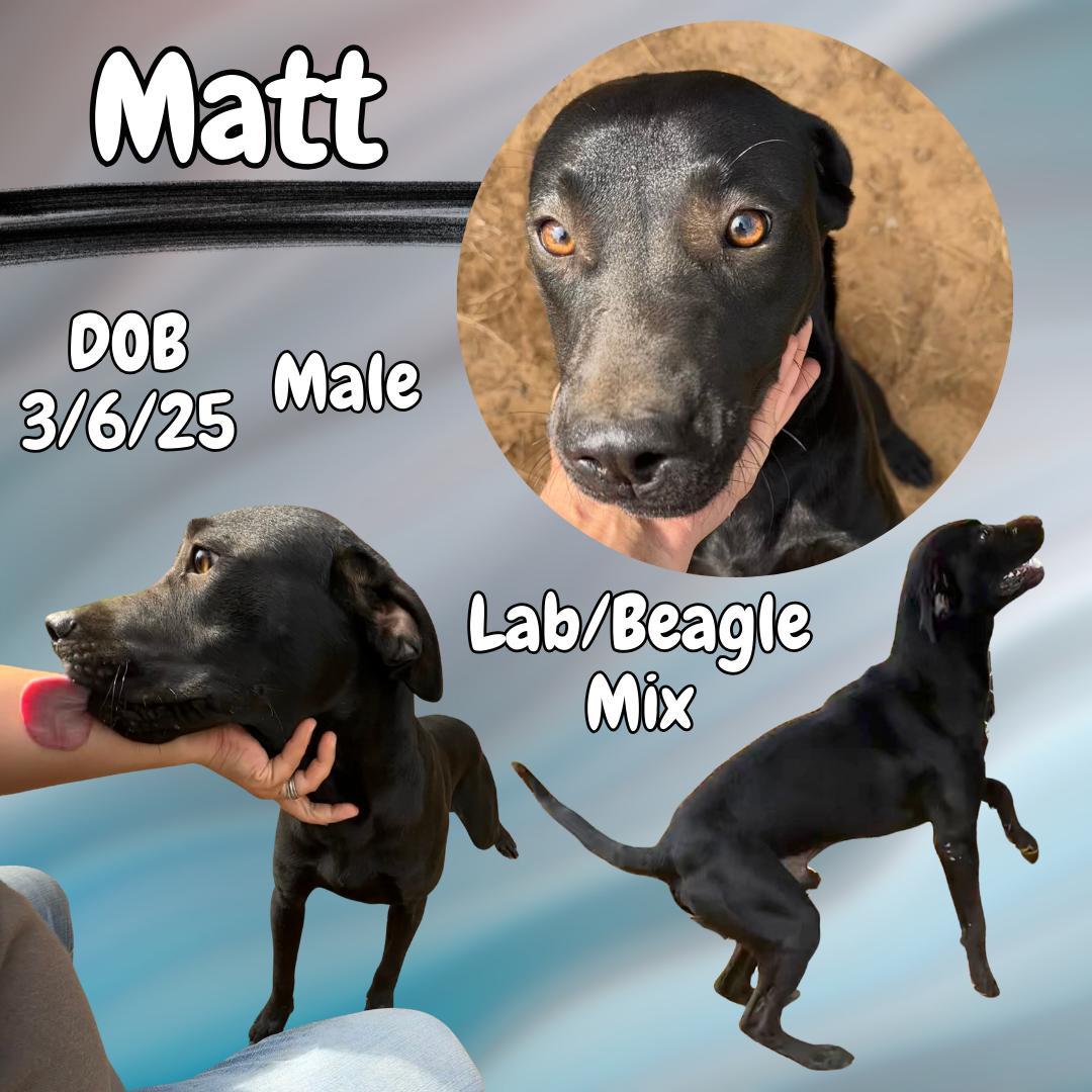A young medium-sized male Black Labrador Retriever dog named Matt for adoption in Caldwell, TX