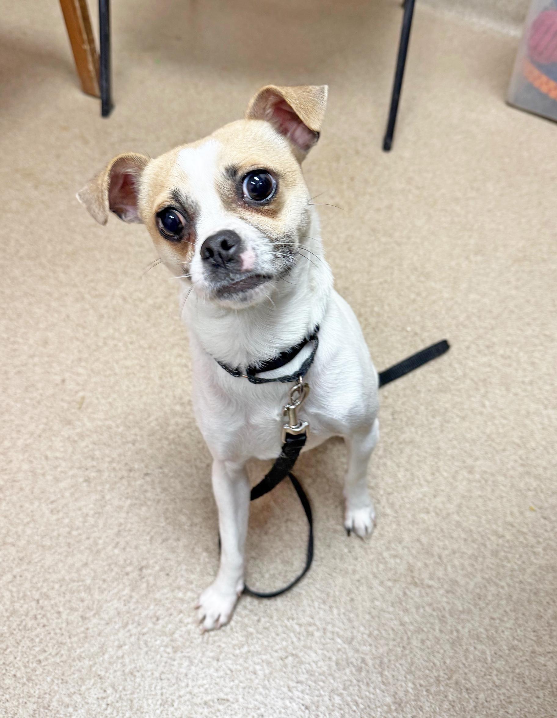 Honeythe Best Little Companion!