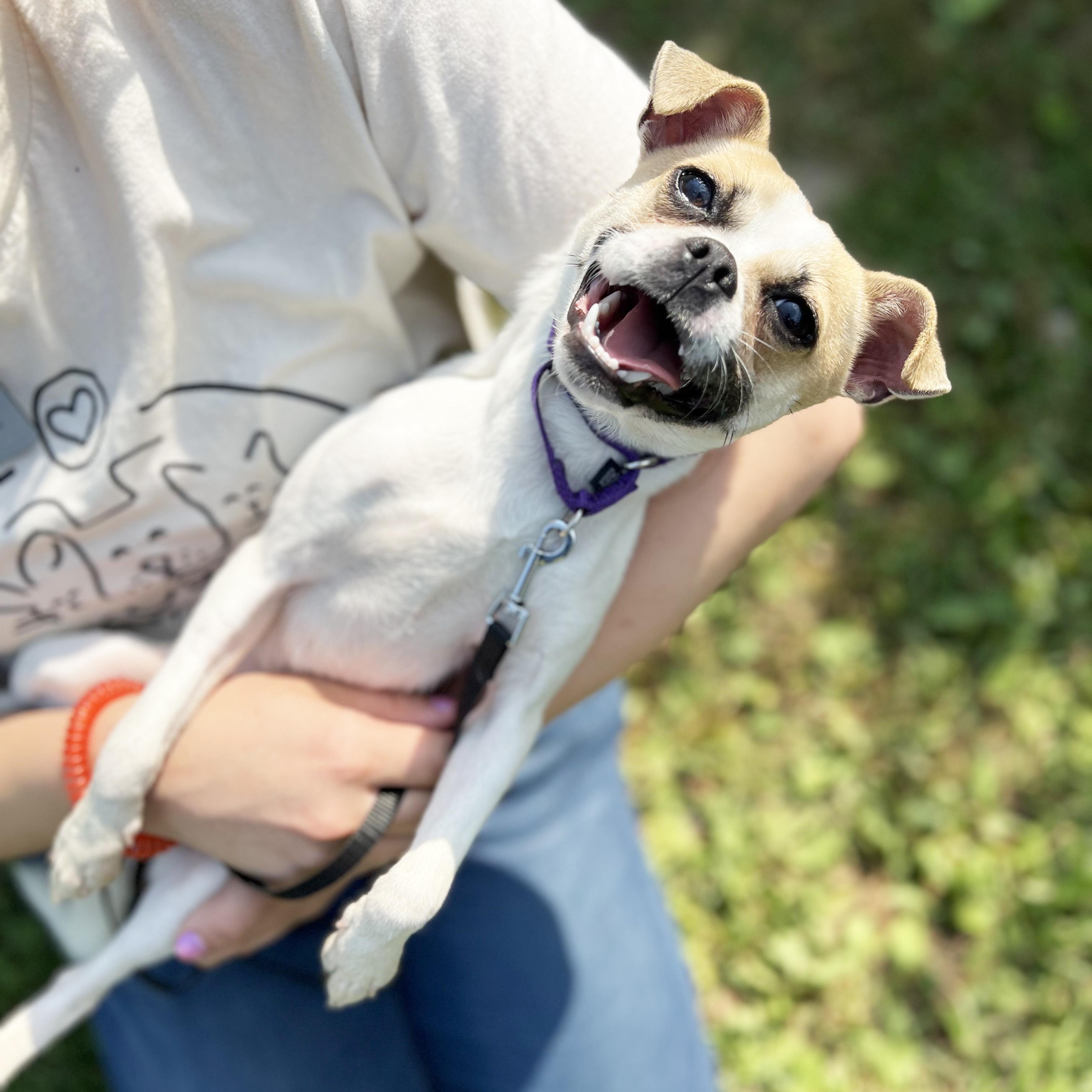 Honeythe Best Little Companion! photo 1