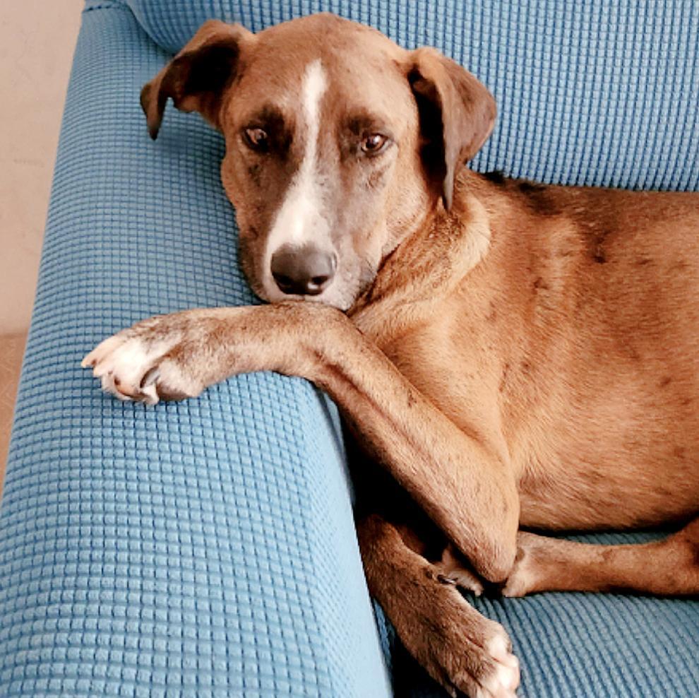 A young large-sized male Merle (Blue) Catahoula Leopard Dog dog named Fleki for adoption in Longview, TX