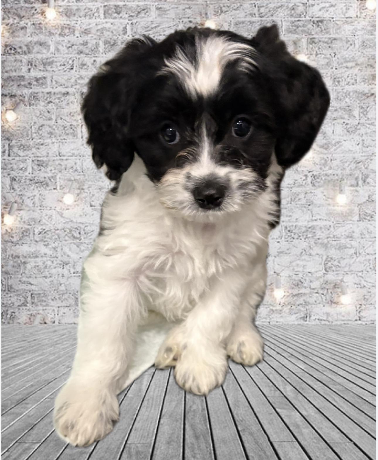A baby small-sized female Cavachon dog named Strawberry for adoption in North Arlington, NJ