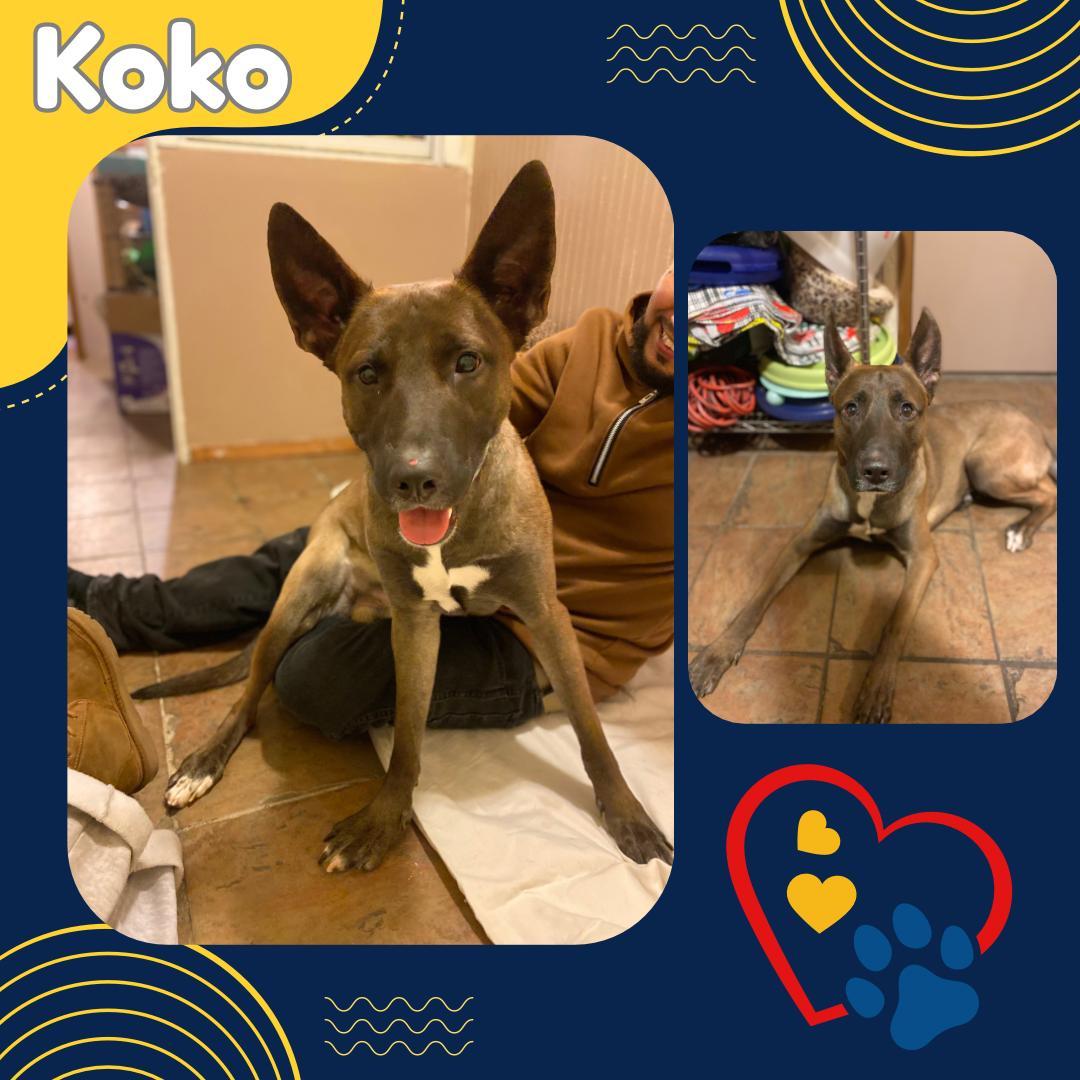 Koko Saved From