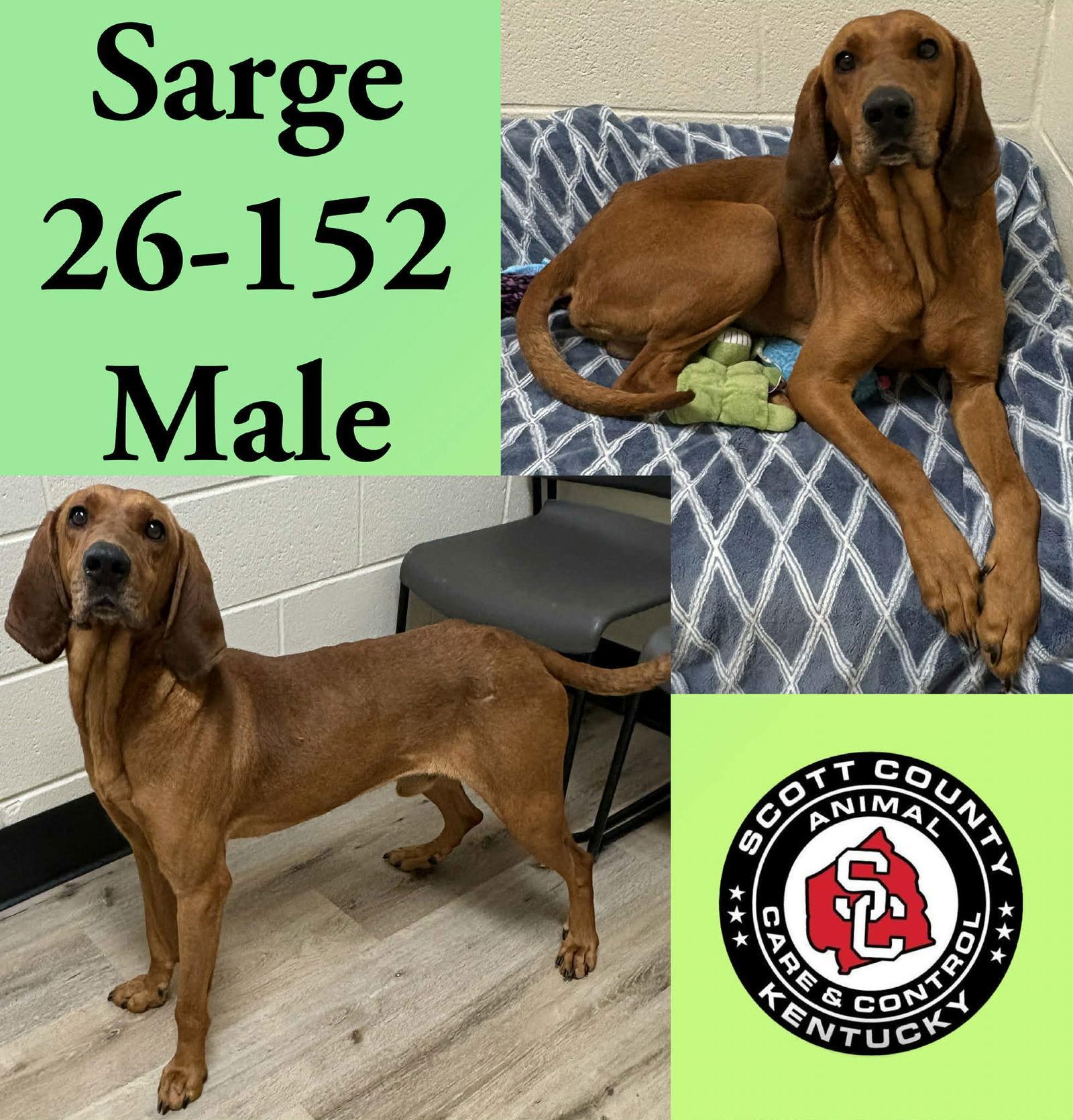Sarge photo 1
