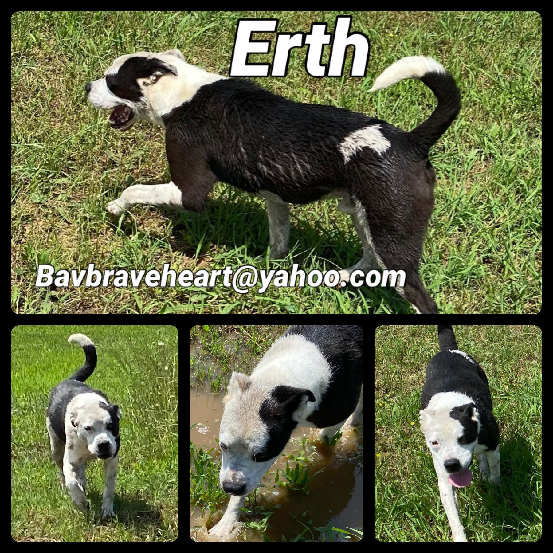 An adult medium-sized male Black Boxer dog named Erth for adoption in Ladonia, TX