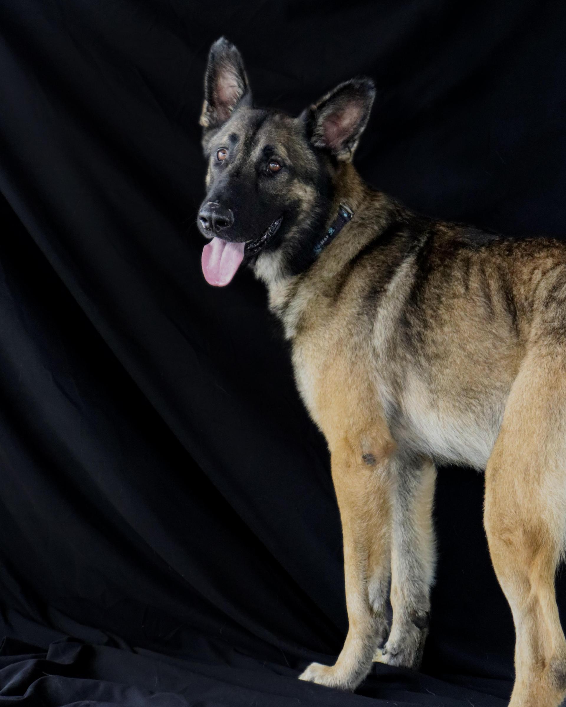 An adult large-sized male German Shepherd Dog dog named Rufus Aka Rufus for adoption in Ocean Springs, MS