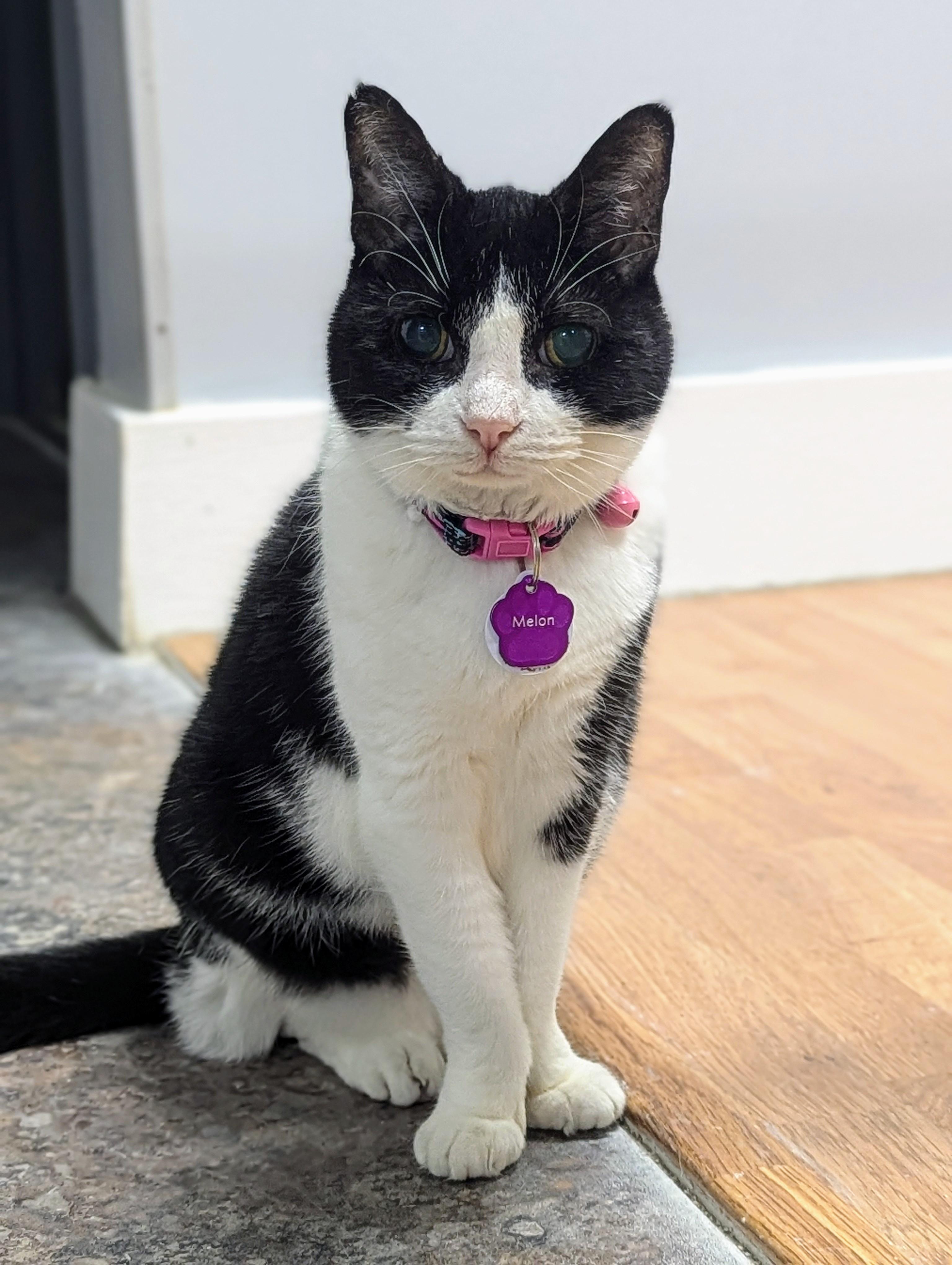 Melon Purrmanent Resident