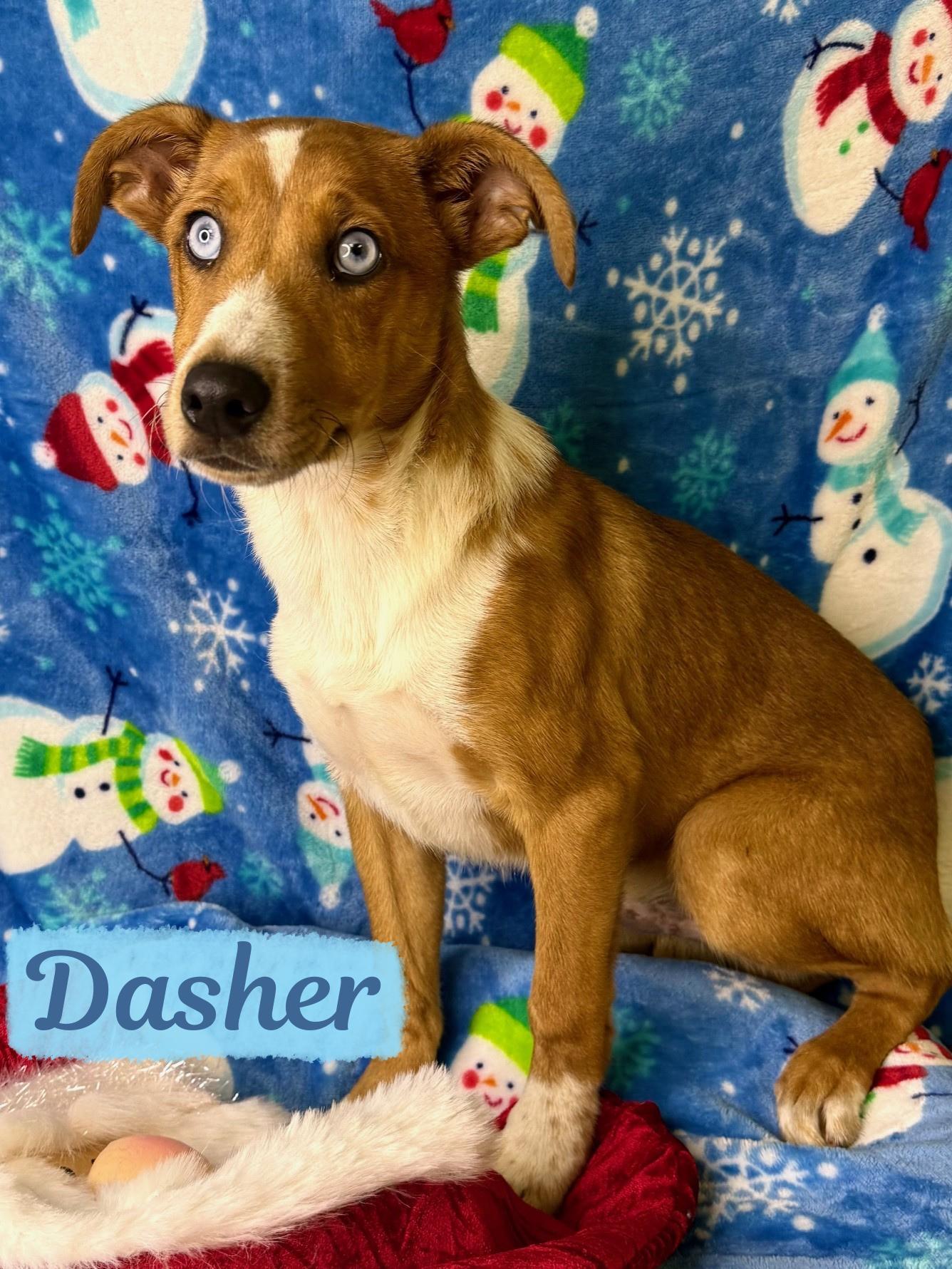 Dasher