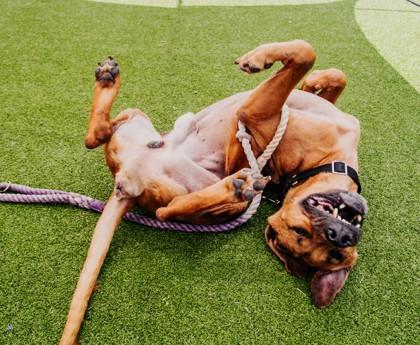 Hank Fka Lightning Mcqueen