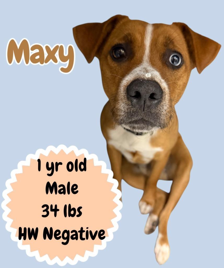 Maxy