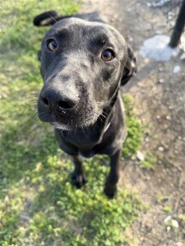A young medium-sized female Labrador Retriever dog named Starla for adoption in Houston, TX