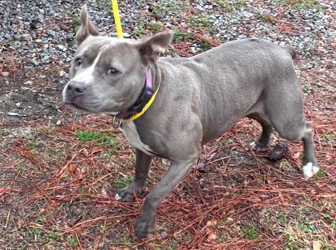 Diamond Perfect Little Bully