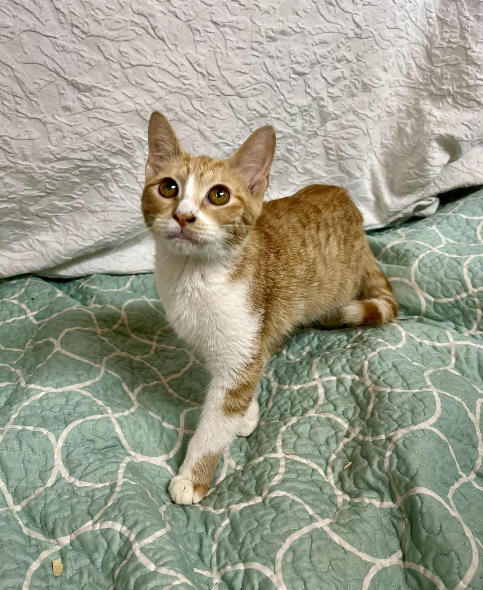 A young medium-sized female Tabby (Orange / Red) Domestic Short Hair cat named Toffee for adoption in Gulfport, MS