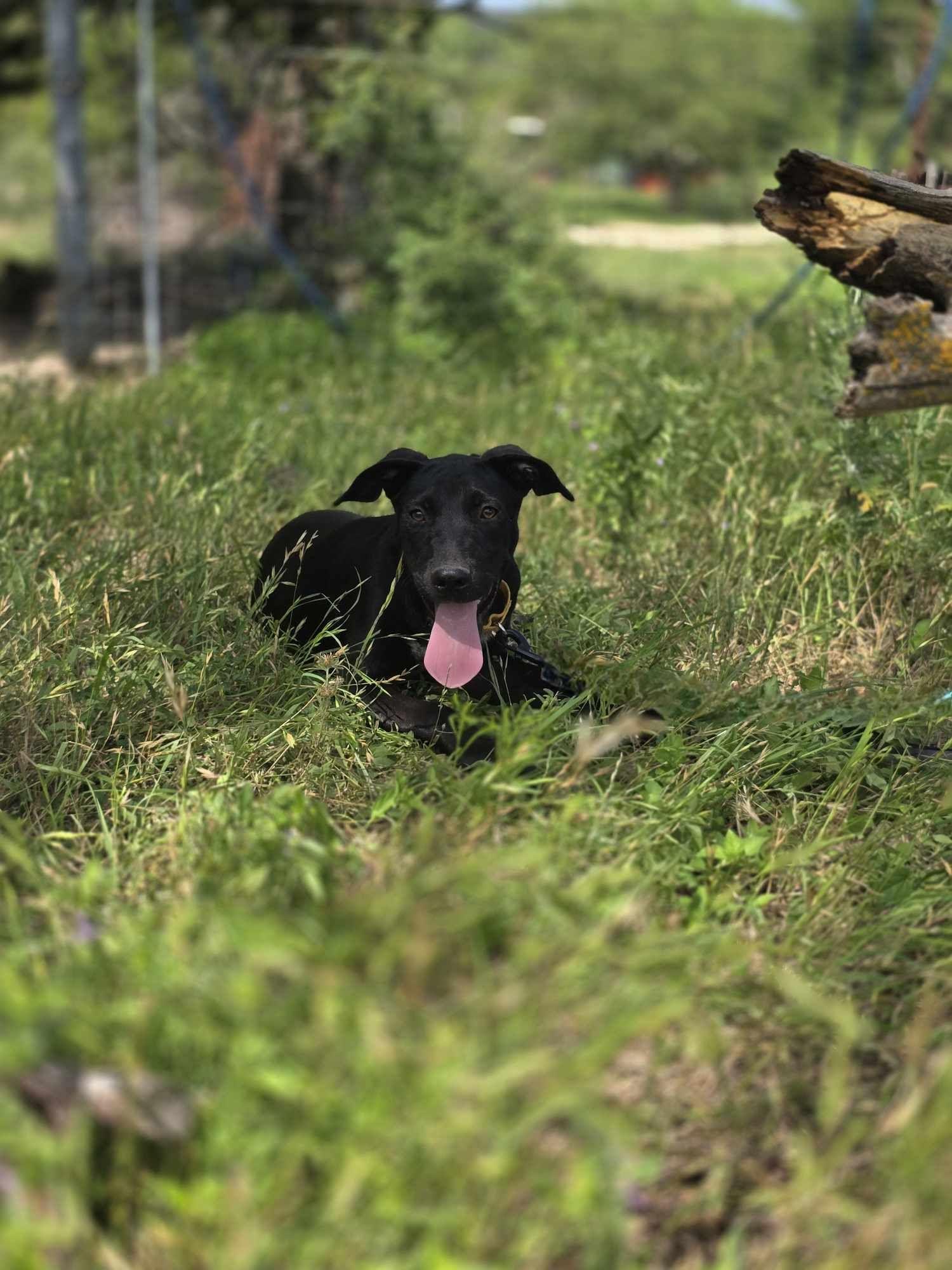 A baby medium-sized female Black Labrador Retriever dog named Puddin Pop for adoption in Kempner, TX