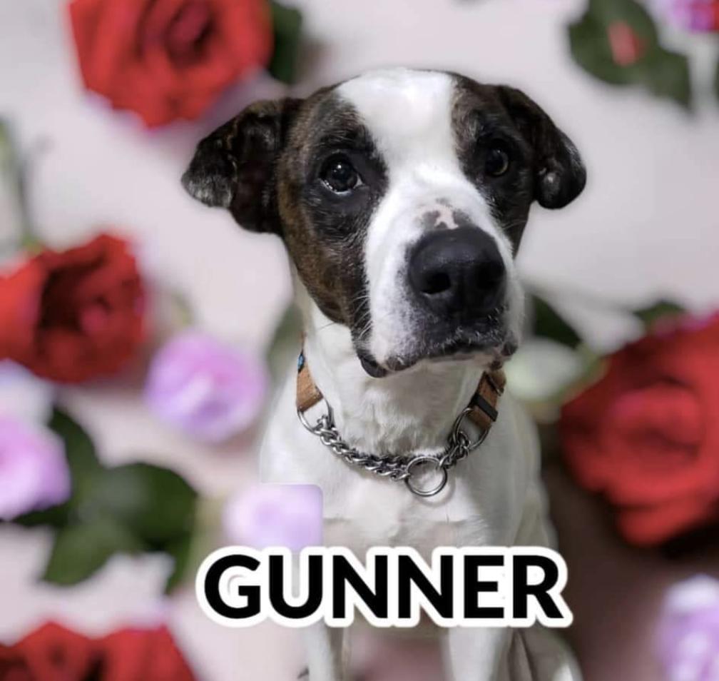 Gunner photo 1