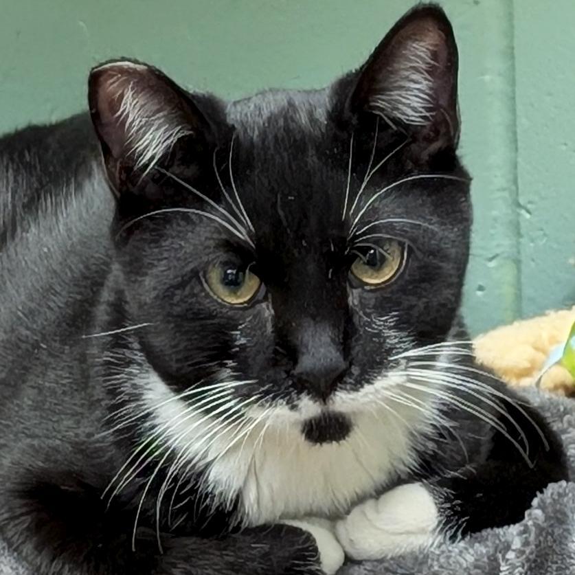 A baby medium-sized male Black & White / Tuxedo Domestic Short Hair cat named Cyril Figgis for adoption in Jefferson, WI