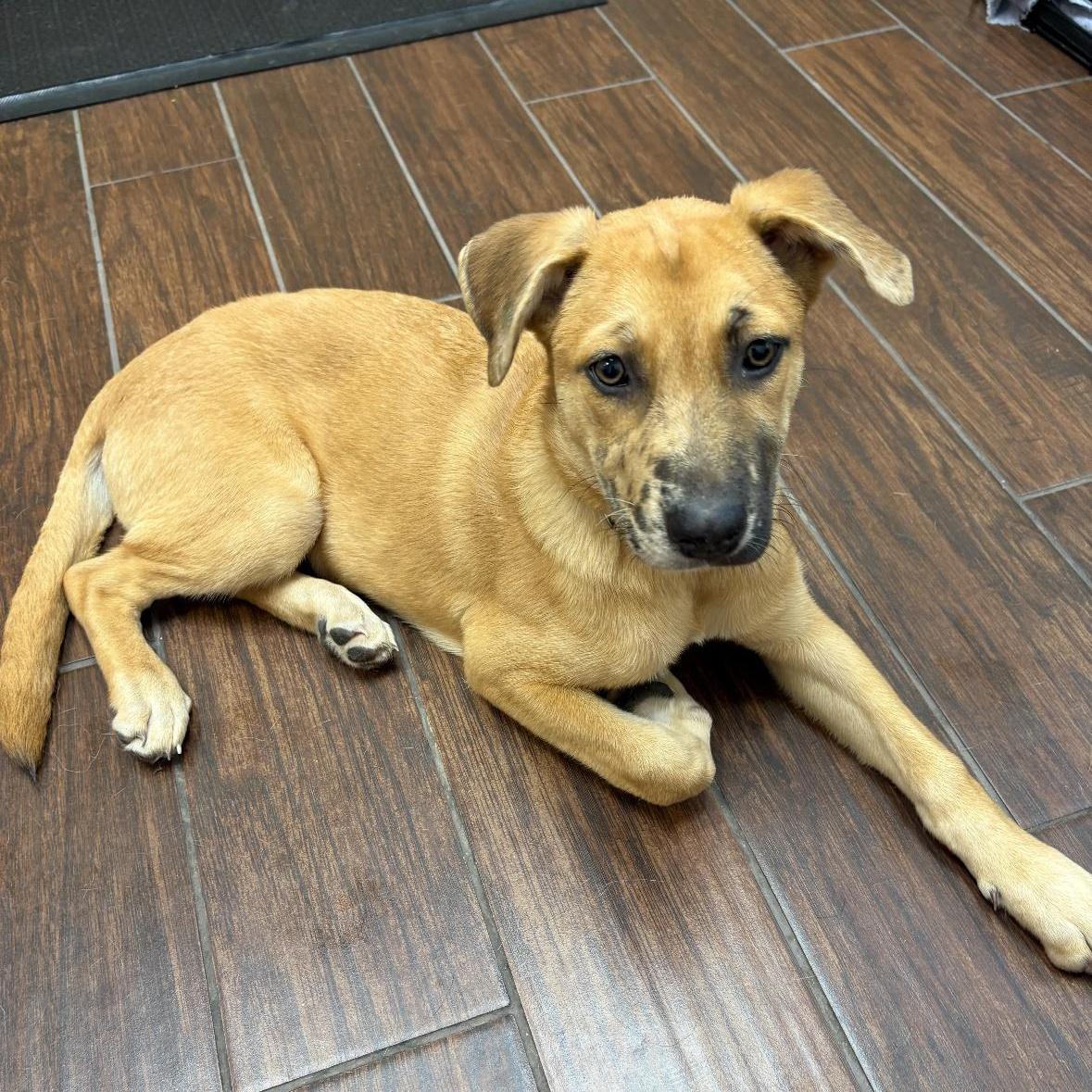 A young medium-sized female Bicolor Catahoula Leopard Dog dog named Clarabelle for adoption in Houston, TX