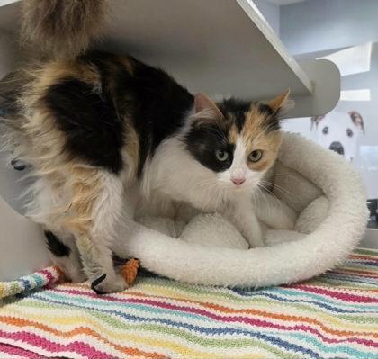 A young medium-sized female Domestic Long Hair cat named Carol for adoption in Atlanta, GA