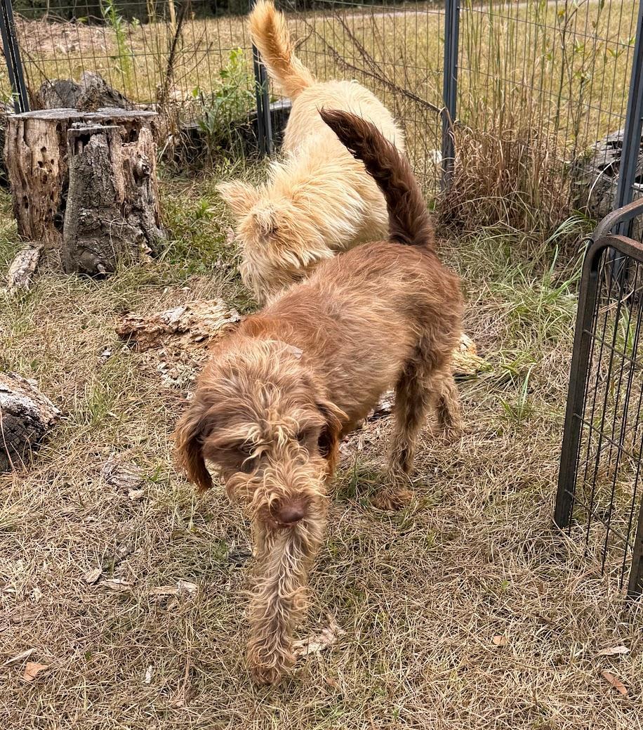 An adult medium-sized female Labradoodle dog named Hazel for adoption in Fosters, AL