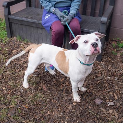 An adult large-sized male Mixed Breed dog named Rupert for adoption in Chamblee, GA
