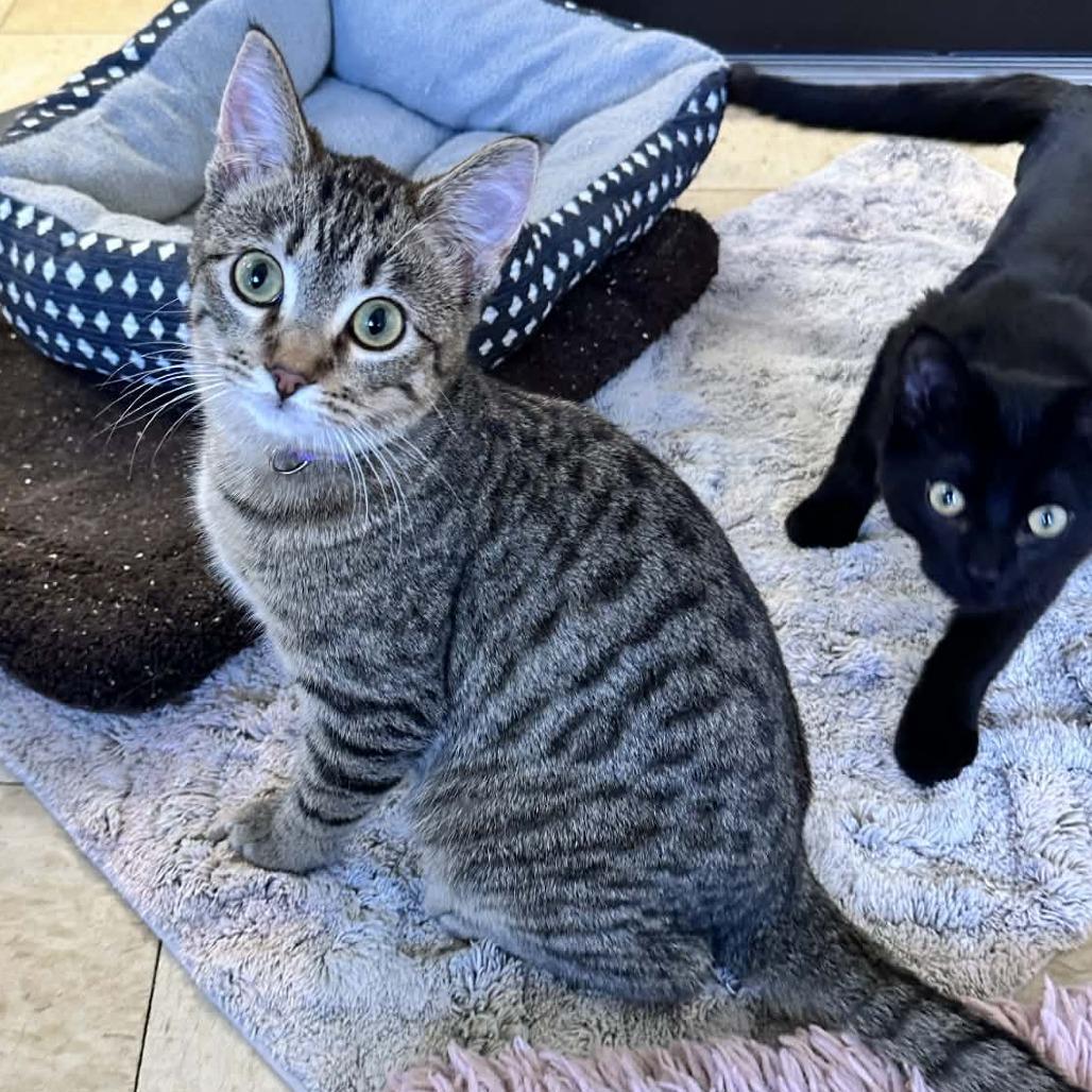 Romance Washington Petsmart