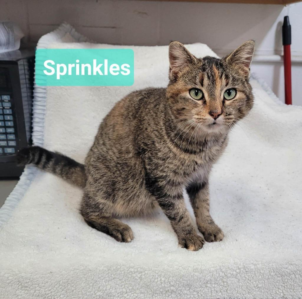 Sprinkles
