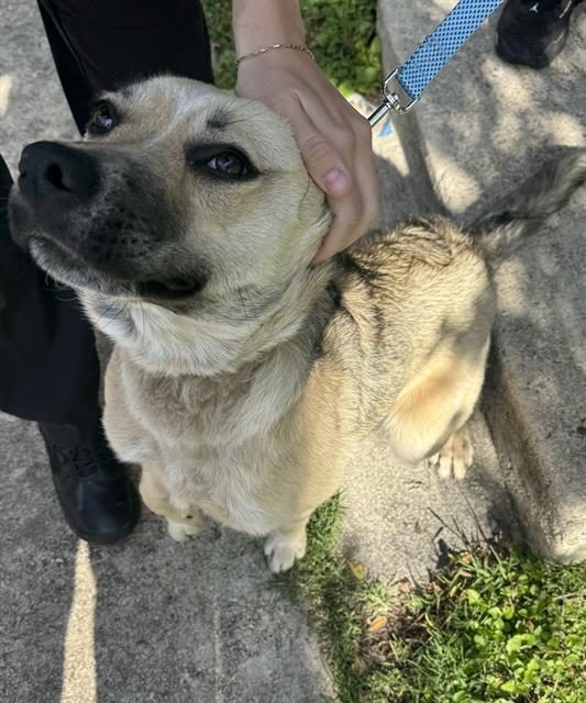A young small-sized female German Shepherd Dog dog named Bella for adoption in San Antonio, TX