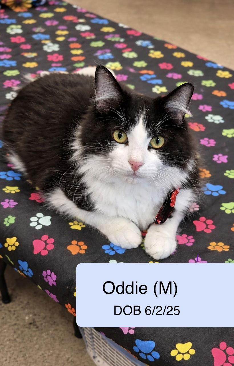 Odie