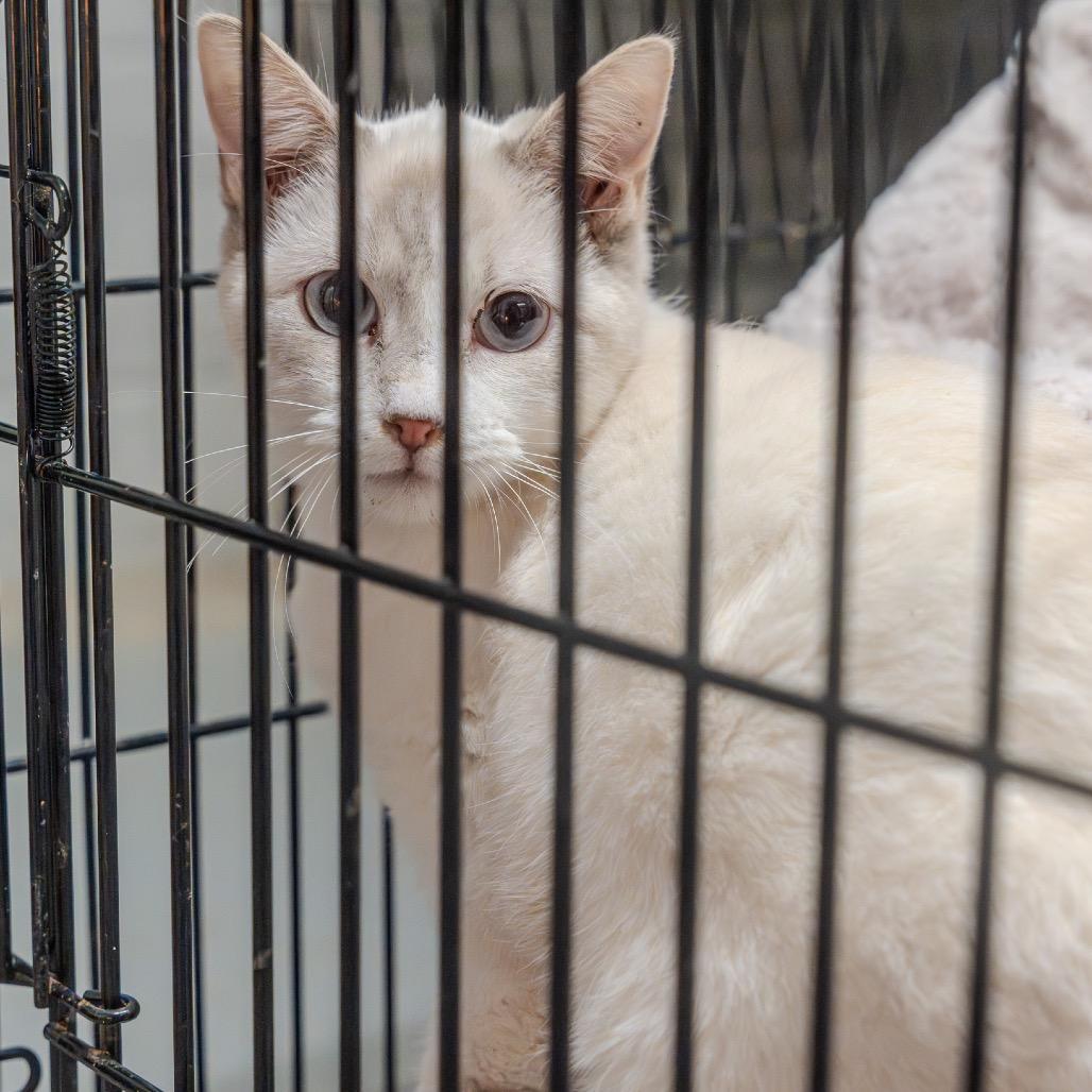 A young medium-sized female Buff / Tan / Fawn Siamese cat named Winnie for adoption in Pawling, NY
