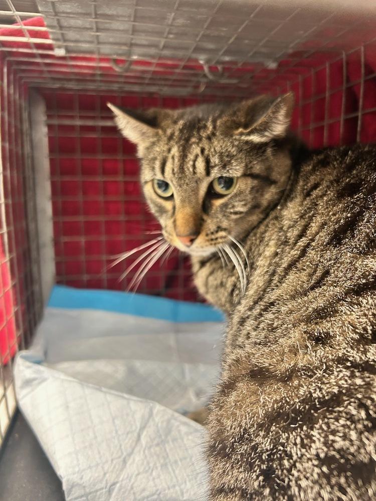 Henrietta Hempstead photo 1