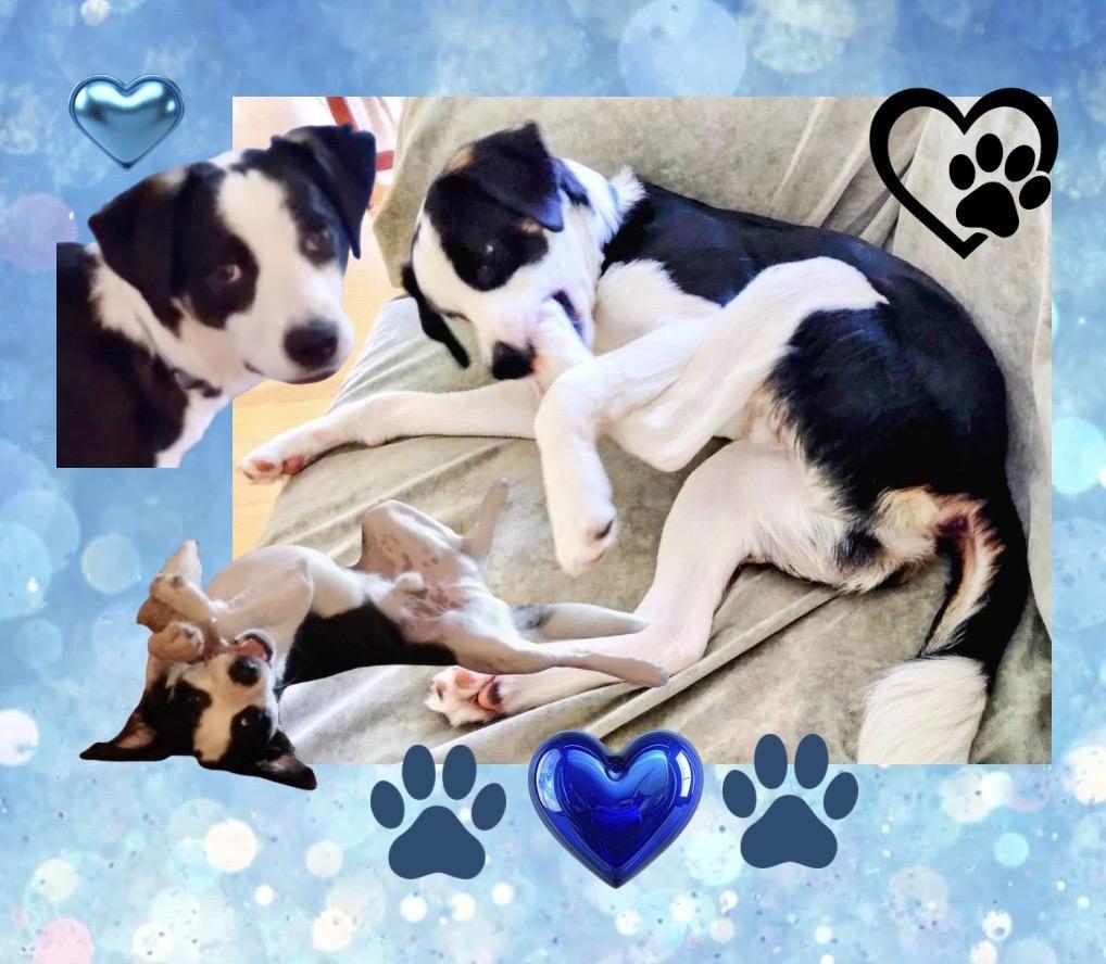 Xobo Courtesy Listing