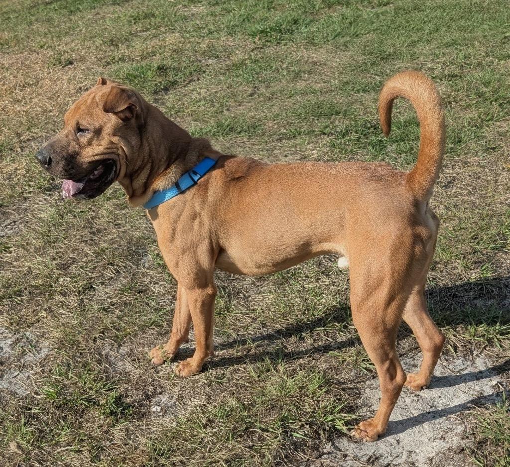 Pringlessweet Shar Pei!