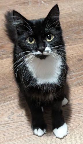 Mistletoe Special Needs