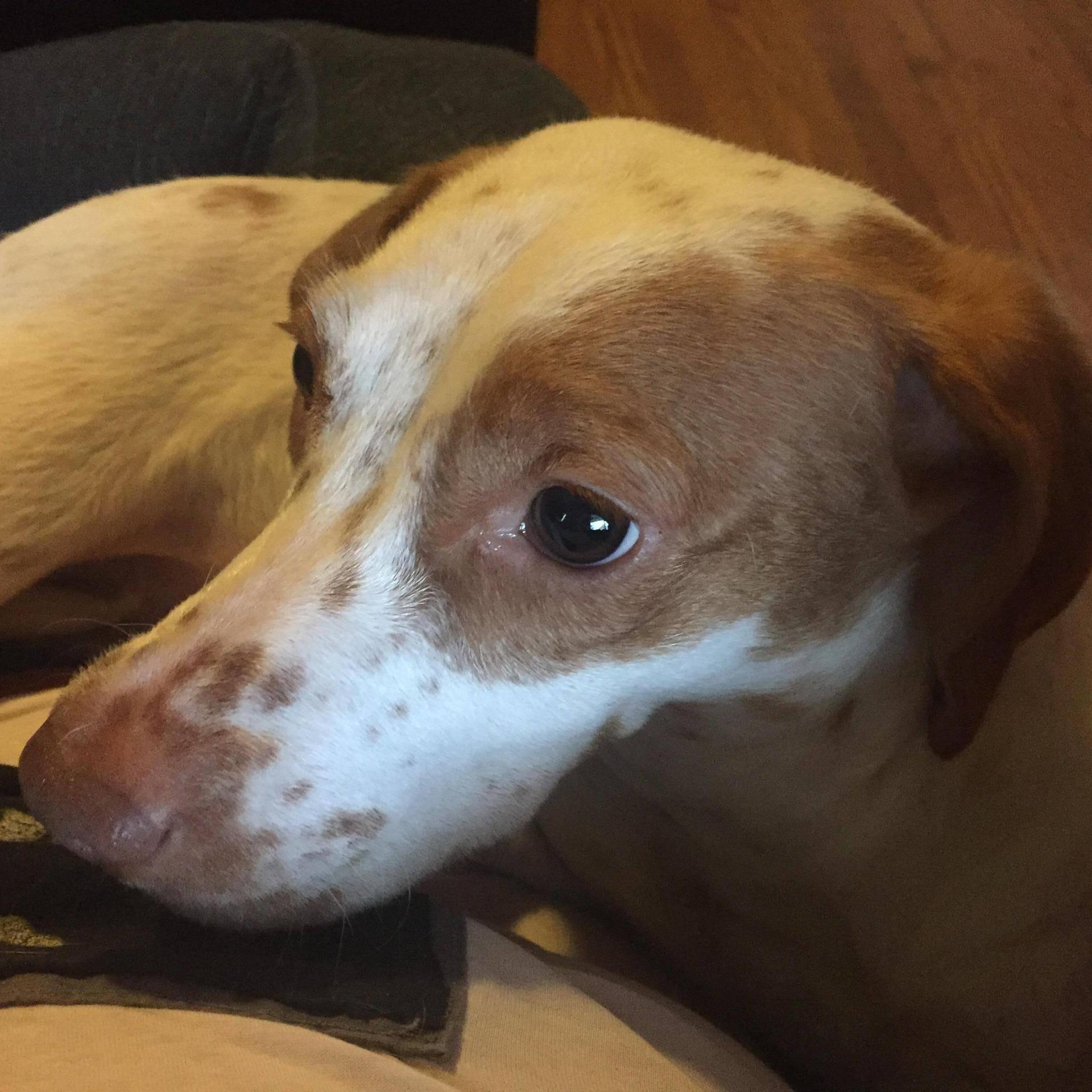 An adult medium-sized female White / Cream Pointer dog named Fiona for adoption in Milford, CT