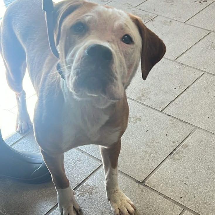 Pitty Pat Stray Hold