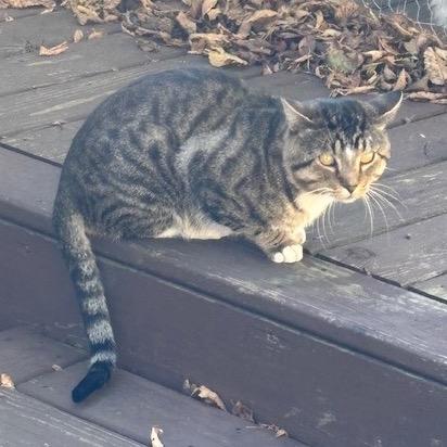 An adult small-sized male Gray / Blue / Silver Domestic Short Hair cat named Found Sw Rochester for adoption in Rochester, MN