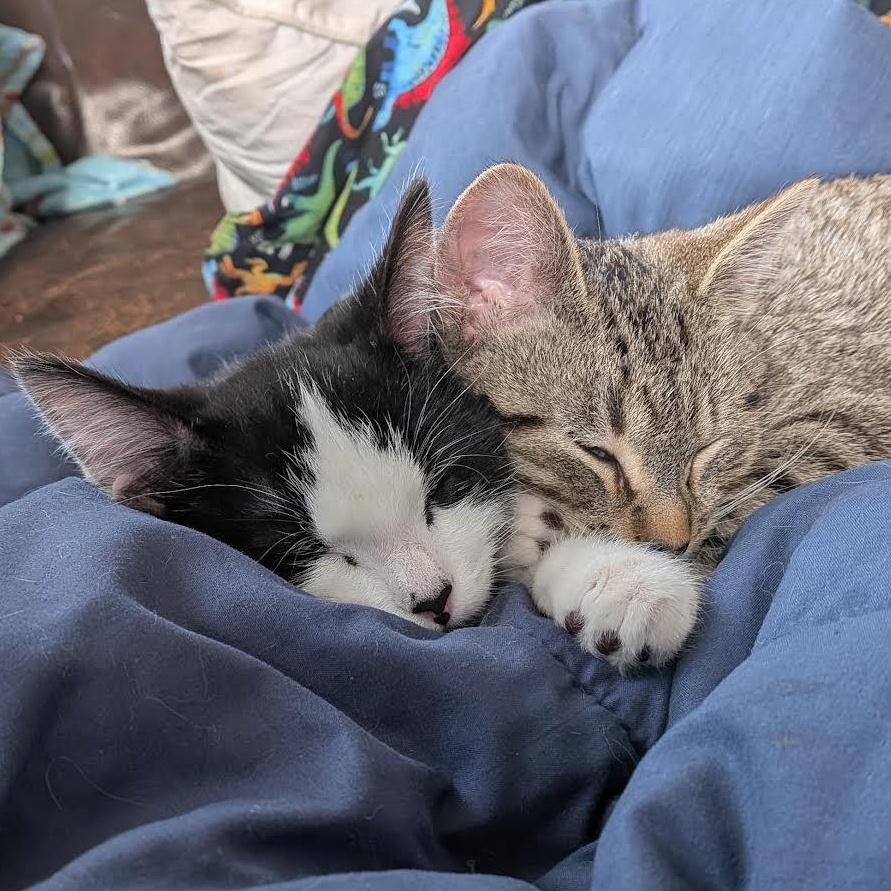 Holstein & Sushi photo 1