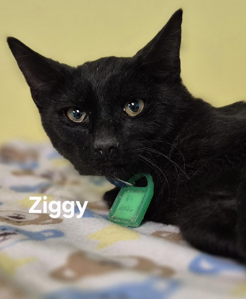 Ziggy