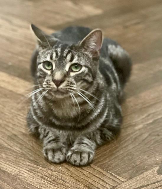 A young medium-sized male Black Domestic Short Hair cat named Diego & Botticelli for adoption in New York, NY