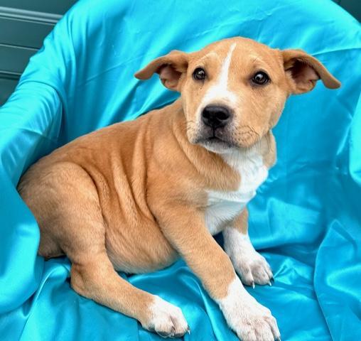 Captain Morgan Spirits