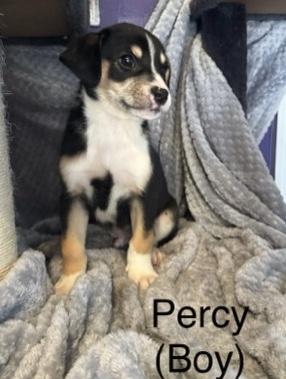 Percy