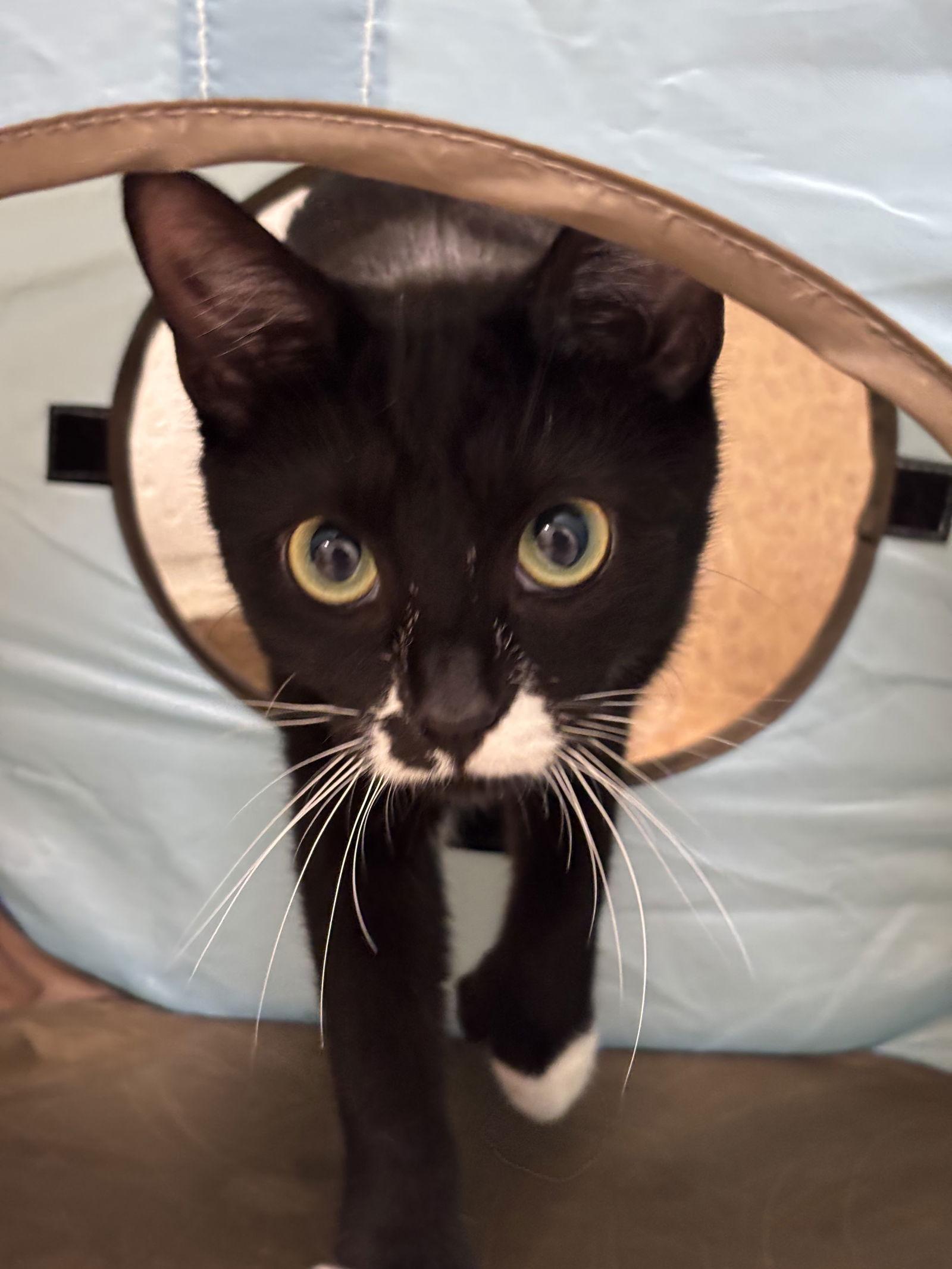 An adult medium-sized female Black & White / Tuxedo Domestic Short Hair cat named Raven for adoption in Brick, NJ