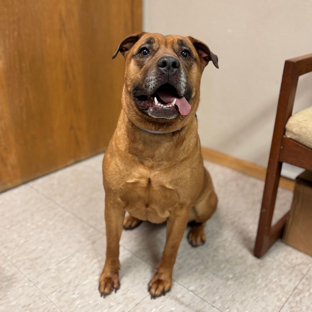 An adult large-sized female Yellow / Tan / Blond / Fawn Labrador Retriever dog named Nuna for adoption in Fargo, ND