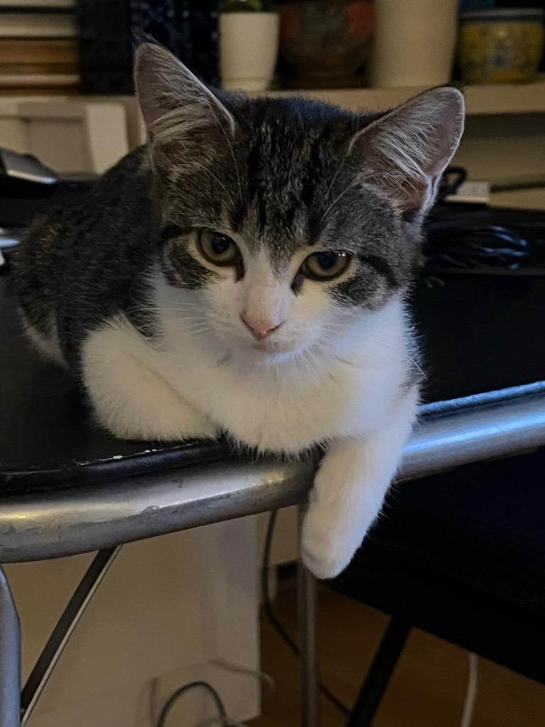 A baby medium-sized male Domestic Short Hair cat named Brandon for adoption in New York, NY