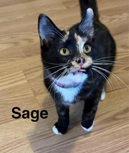 Sage