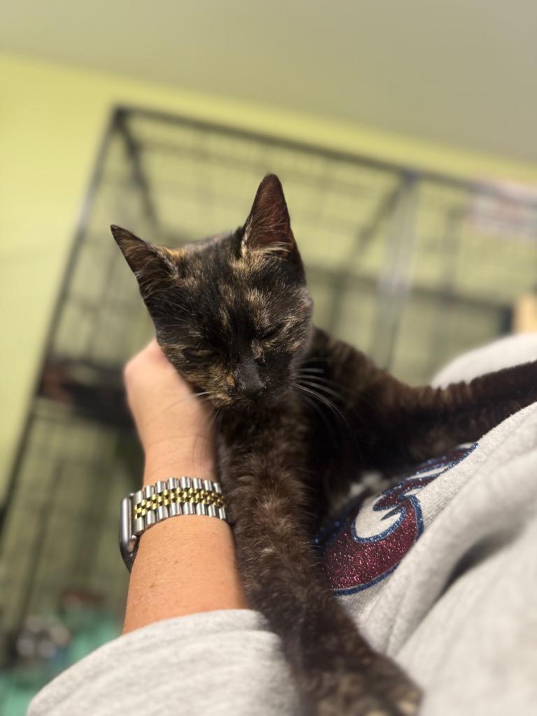 Momma Mia Pizzeria photo 1