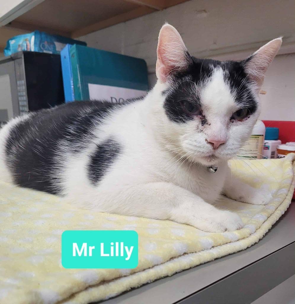 Mr. Lilly