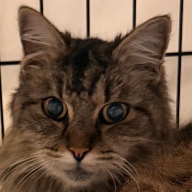 Star Costa Mesa Location