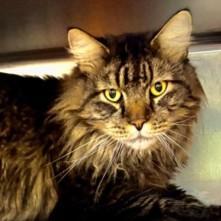 An adult large-sized male Brown / Chocolate Domestic Long Hair cat named Pike for adoption in Rapid City, SD